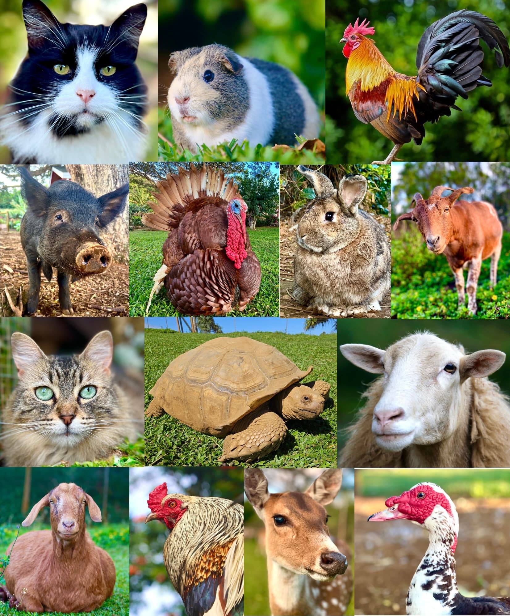 Tropical farm with friendly animals