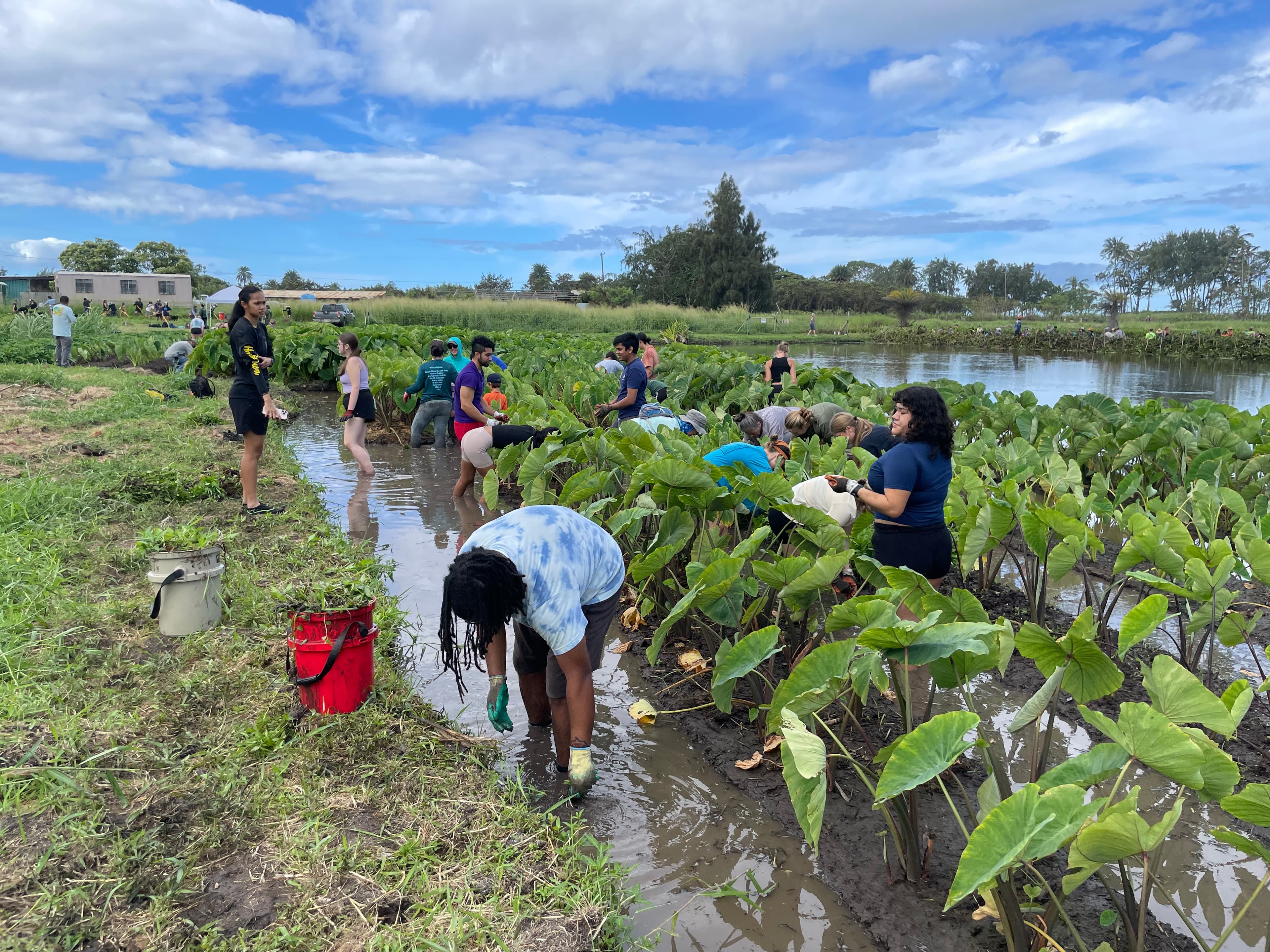 Waialeʻe Lako Pono - Community Workdays