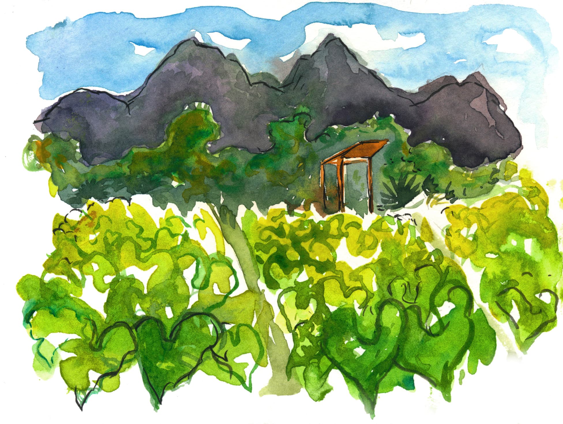 Wellness Wednesdays in the Kalo Patch